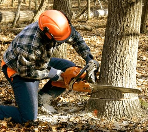 Tree Removal in Maxbass, ND